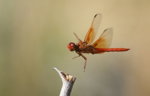 Close-up of red dragonfly hovering over a branch.