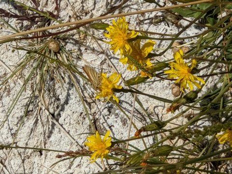 Carson Wandering skipper is photographed perched on top of a yellow flower