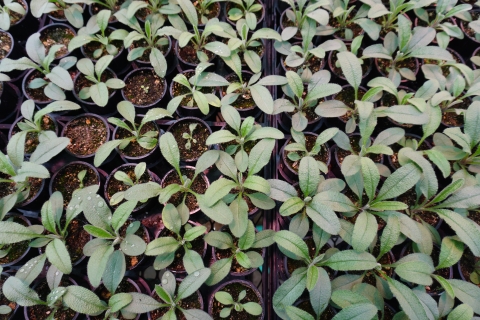 Many pots of small seedlings with green leaves seen from above