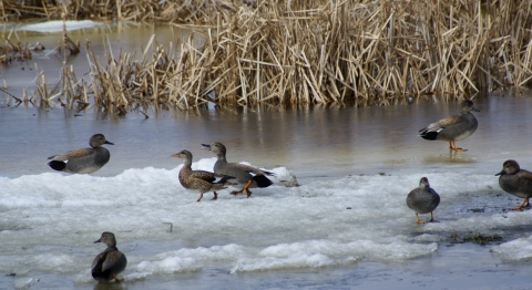 ducks stand on ice