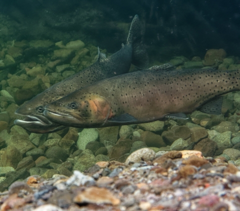 A photo of two adult Lahonatan cutthroat trout near the shoreline.