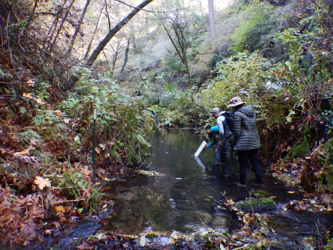 biologists survey a streambed in a forest for mussels using a large underwater scope