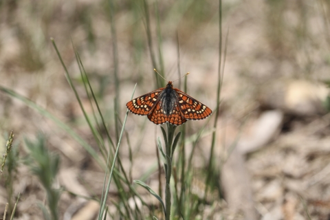 An orange black and white checkerspot butterfly perched on a herbaceous stalk.