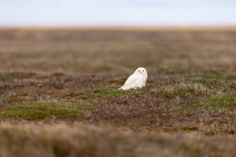 Large white bird sitting on a tundra grassland landscape with the horizon in the background