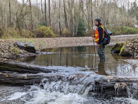 A man in a reflective vest looks around him while standing midstream near some fallen logs