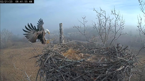 eagle landing on eagle nest