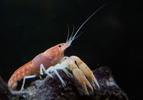 A pale coral-colored Miami cave crawfish rests on a rock under water.