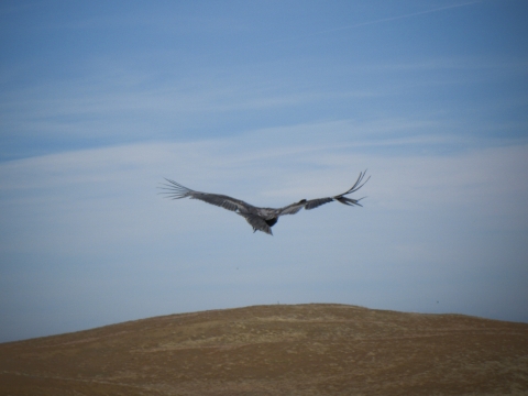large black bird flying over brown landscape