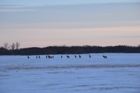 A line of bull elk standing on the snow covered prairie. 