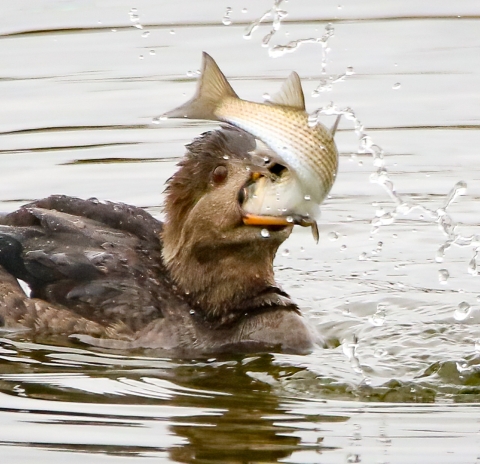 Brown waterfowl on surface of water with large white/brown fish in its bill and throat