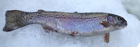 Trout fish, with pinkish color, rests on ice.