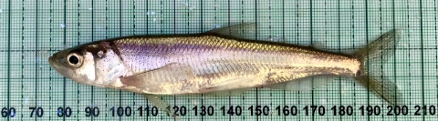 Longfin Smelt Image