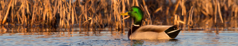 A drake mallard floats along a body of water with his bill open, vocalizing. 
