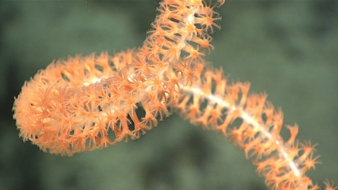 Spiraling orange coral seen underwater.