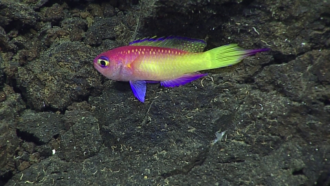 Bright, multi-colored fish swims in front of dark rocks.