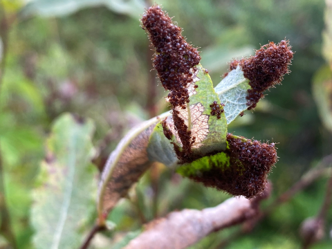 Hundreds of winter ticks questing for a host on leaf. 