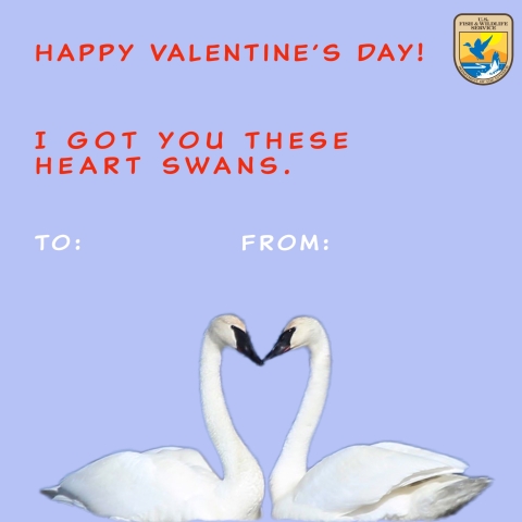 Photo text reads: “Happy Valentine’s Day! I got you these heart swans.” Two large trumpeter swans form a heart shape with their head, neck, and bodies.