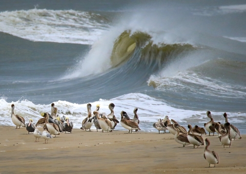 Brown pelicans and gulls stand calmly on sandy shore next to a raging Atlantic Ocean