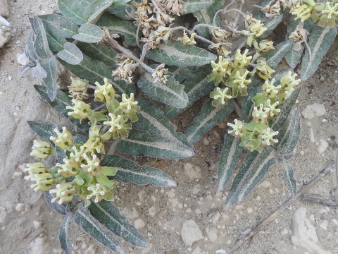 Prostrate milkweed in bloom against a sandy background.