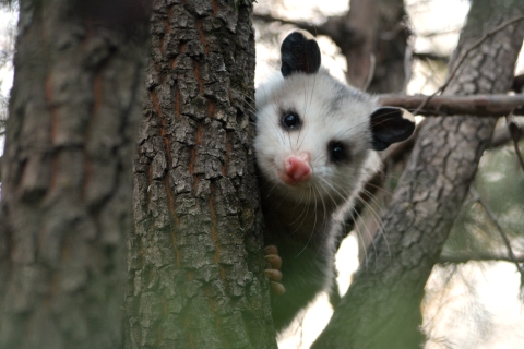 Virginia opossum peeking it's head around the trunk of a tree.