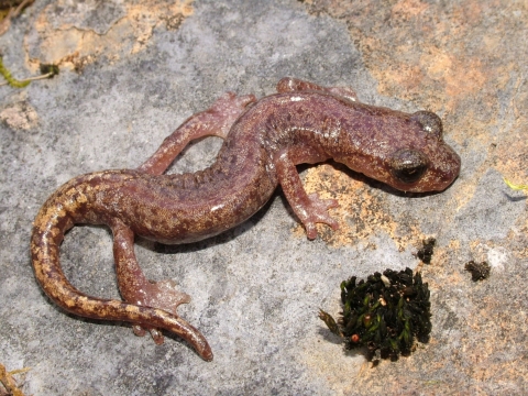 A Shasta salamander on a rock with moss
