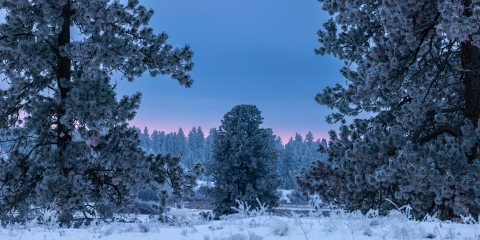 Wintery landscape scene of a frozen pines