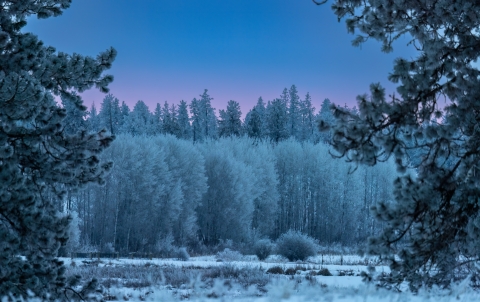 Wintery landscape scene of a frozen pines