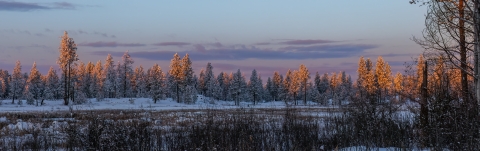 A setting sun illuminates a wide panorama of trees. A dusting of snow blankets the surrounding forest floor.