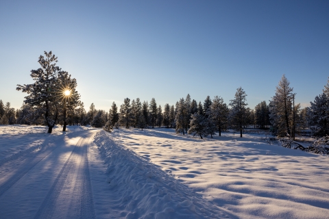 A pine tree partially obstructs a setting sun. A heavy blanket of snow covers a forest floor. A snow covered road leads into the distance.
