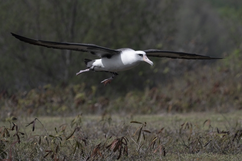 a large white bird with dark gray wings comes in for a landing just a few feet above the ground. It's body is sleekly positioned with its wings wide and its feet pulled straight back. 