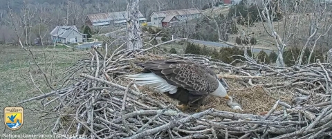 adult eagle feeding 1 day old eaglet in nest
