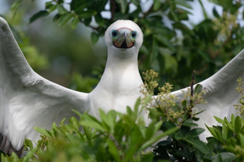 A white bird black eyes lined with blue and a teal and pink beak stares directly into the camera with its wings raised. It is in green foliage. 