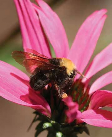 a bumble bee on a pink flower