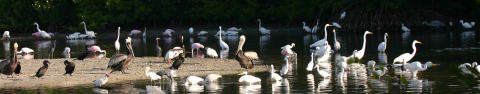A variety of coastal birds feed in shallow waters. Egrets, pelicans, roseate spoonbills, and cormorants are all visible.