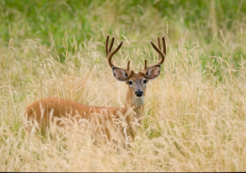 Deer with antlers pauses in tall, dry grass and looks towards camera. 