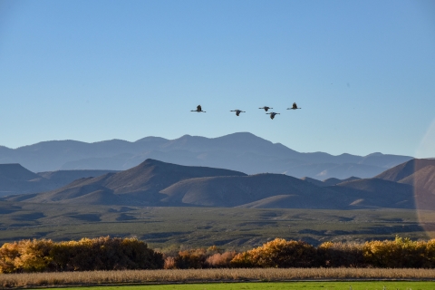 Sandhill Cranes flying over the Refuge from a distance.
