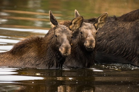 Two young moose stand side by side in a body of water