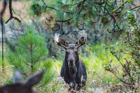 A young bull moose, standing in some trees, eyes a female. Only the female's ears are visible in frame.