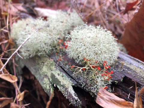 Shrubby and brightly colored lichen on a log 
