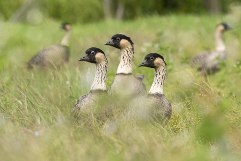 A group of Hawaiian goose in a grassy field.