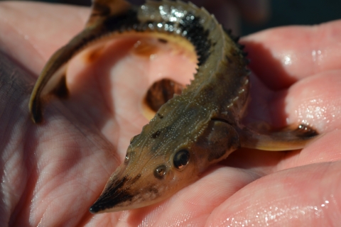 A juvenile lake sturgeon in the palm of a hand. 