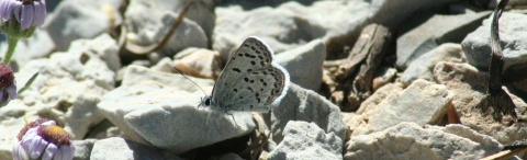 Blue-colored butterfly perched on rock