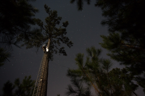 A person climbs a ladder up the side of a tall tree at night