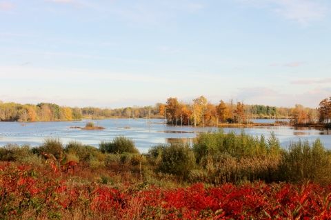 A picture of Ringneck Marsh in fall featuring a hazy blue sky, green and yellowing trees in the distance, blue water, and green and red shrubs in the foreground.