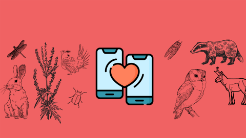 two iphones connected with a heart and wildlife on either side
