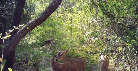San Andres National Wildlife Refuge mule deer family