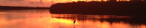 Wading birds stand in shallow water as the sun sets and leaves behind an orange glow.