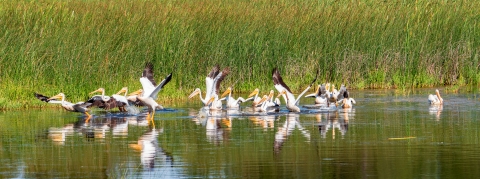 A flock of pelicans beginning to take off from a freshwater pond.