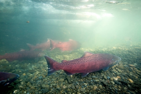 big red fish swimming upstream over gravel