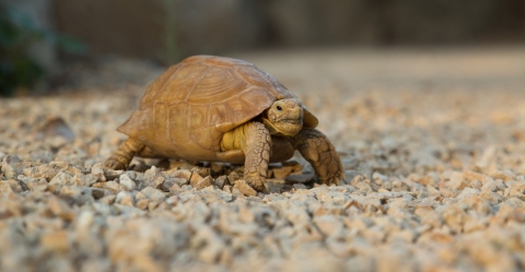 small turtle on gravel